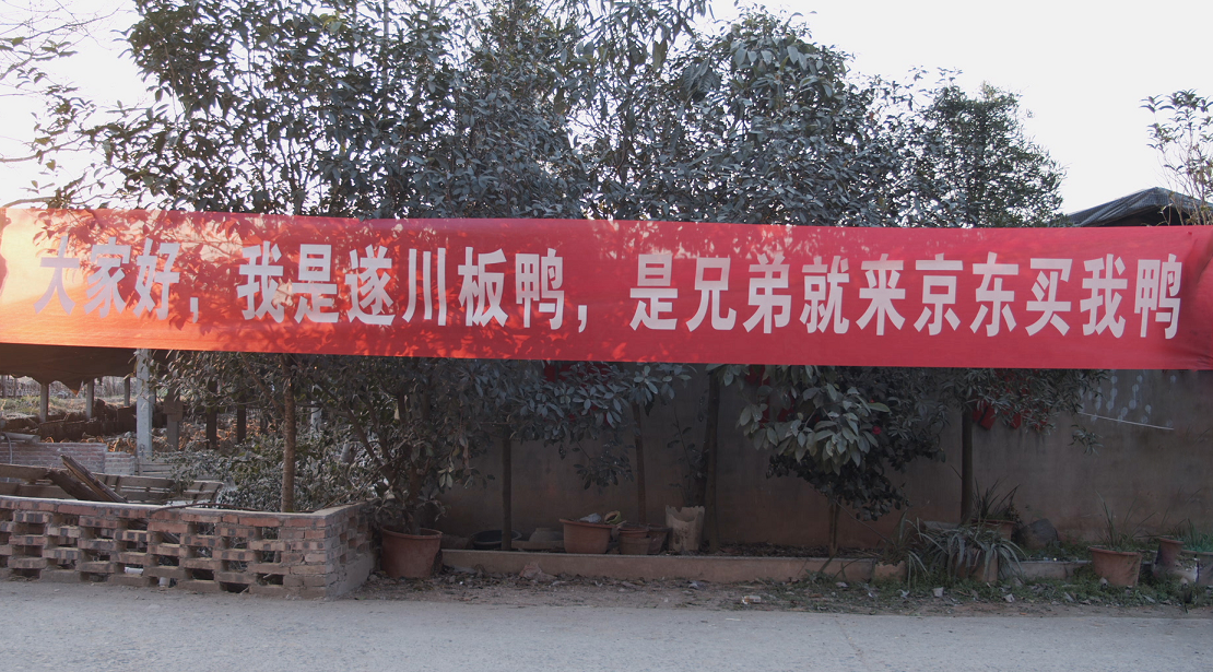红毛鸭养殖技术_鸭养殖的技术及用药_鸭养殖户