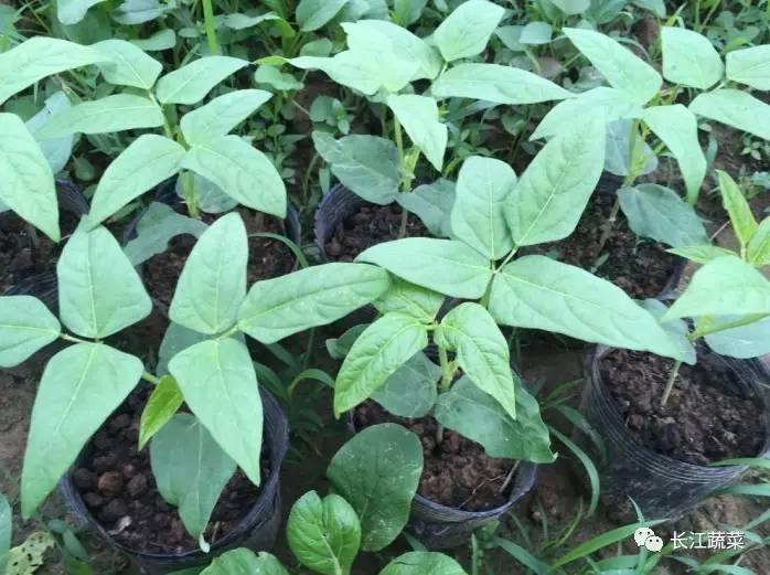 秋豇豆苗期管理_种植秋豇豆技术视频_秋豇豆种植技术