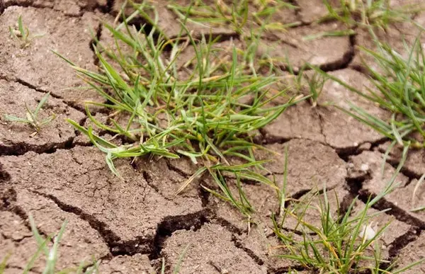 种植柑桔技术要求_柑桔的种植技术_种植柑桔技术和管理