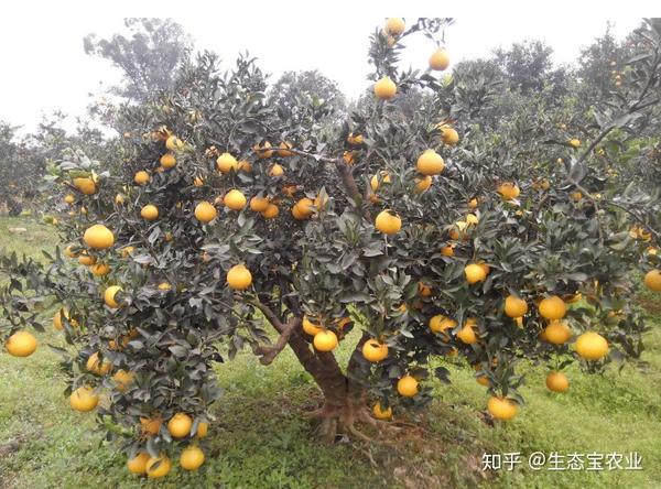 如何解决柑橘种植者最关心的5个问题？