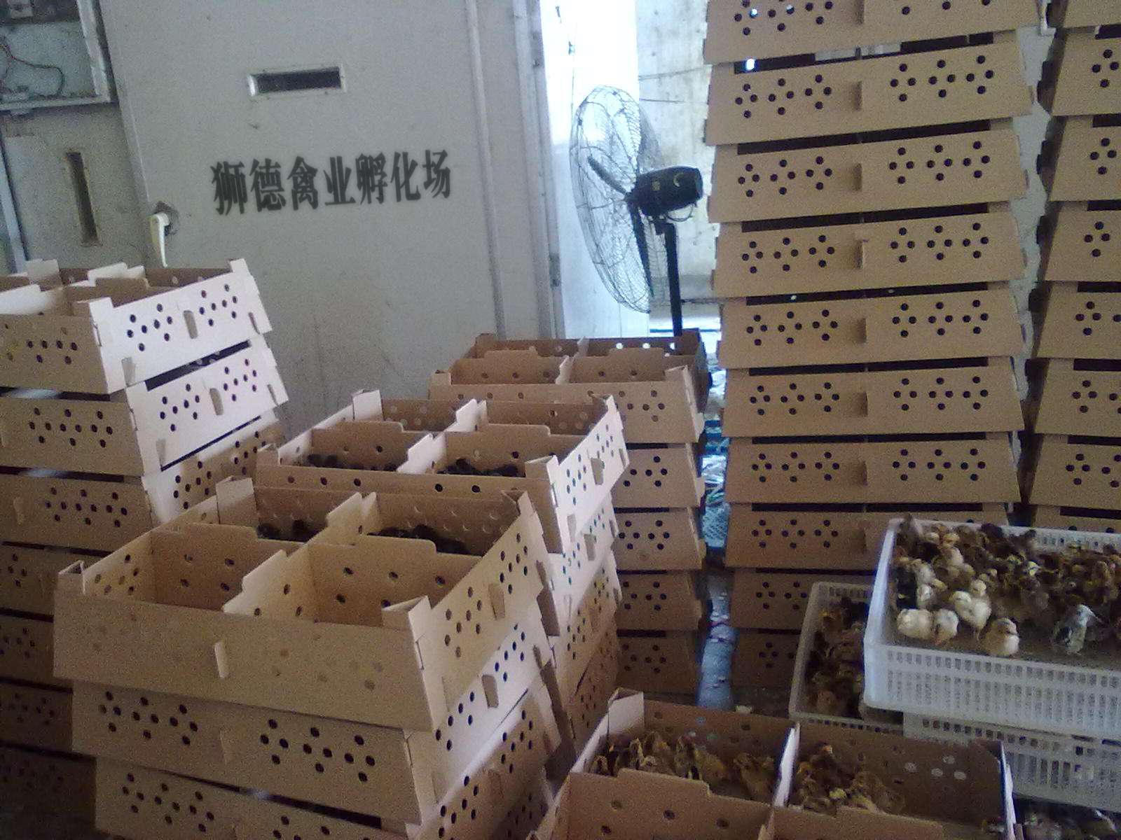 广东梅州黑凤鸡苗孵化厂-致富经养殖鹅公司