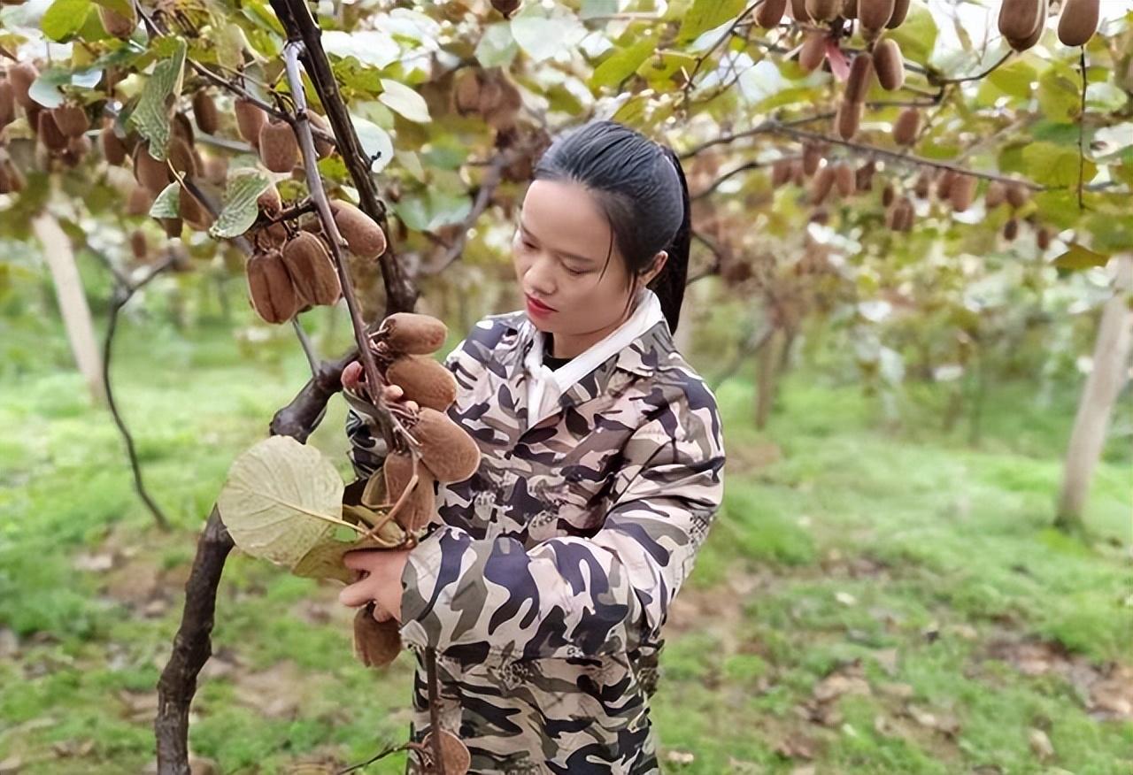 90后女生抖音专注农业知识和技术的，废弃玉米芯种蘑菇，改善生活