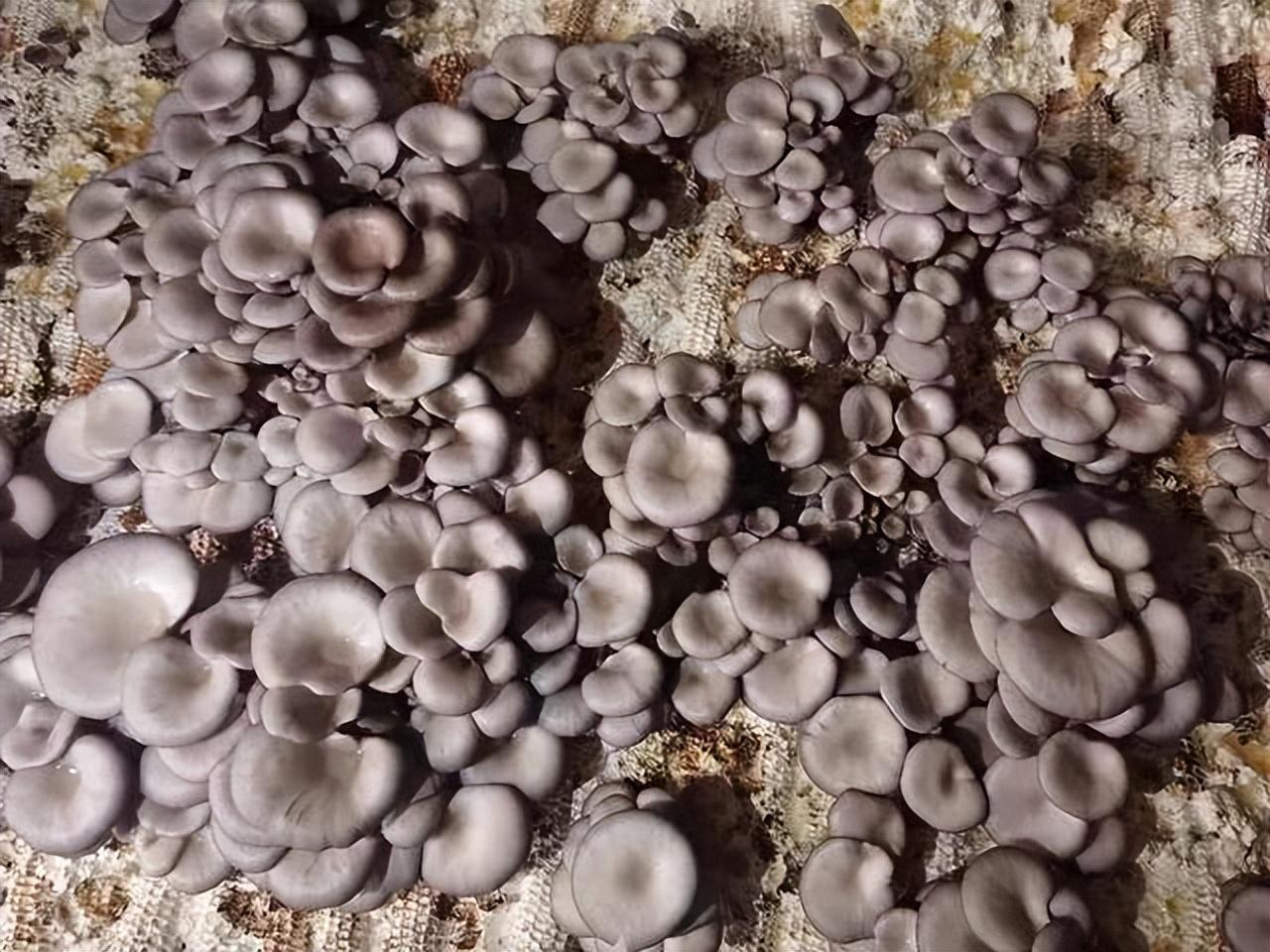 蘑菇怎么种植技术视频_蘑菇视频种植技术与管理_蘑菇种植技术视频教程