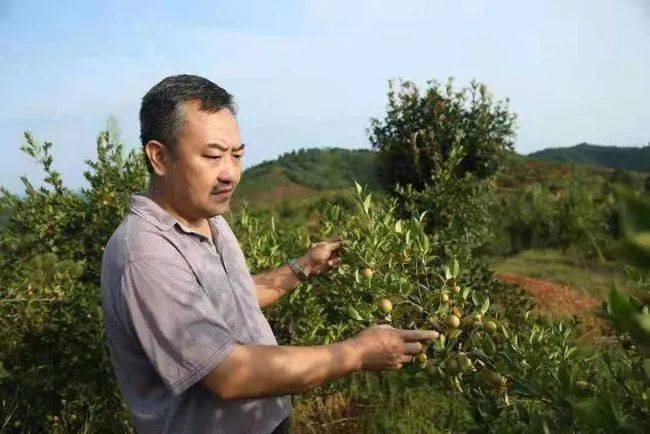 油茶人物 | 油茶花开的时候一一记国家油茶工程首席专家“油茶博士”陈永忠