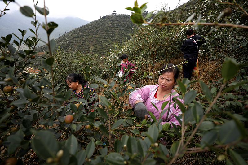 致富文案种植油茶怎么写_致富文案种植油茶树怎么写_油茶种植致富文案