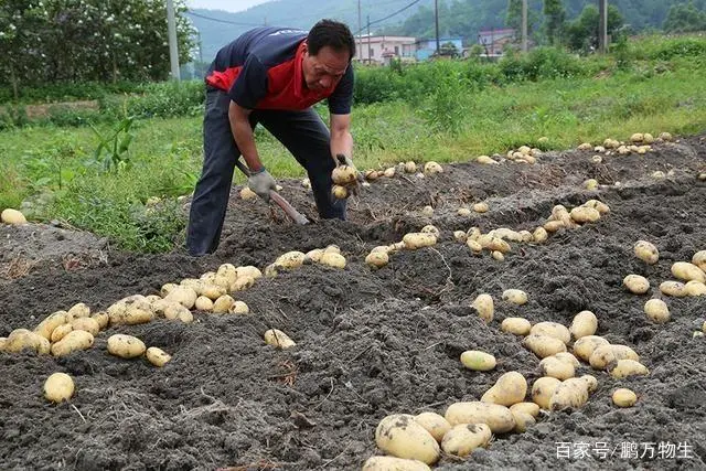 致富经土豆种植视频_种植土豆致富经_致富土豆种植方法