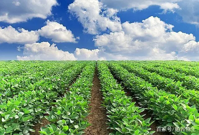 种植土豆致富经_致富土豆种植方法_致富经土豆种植视频