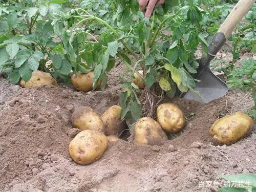 种植土豆致富经_致富土豆种植方法_致富经土豆种植视频