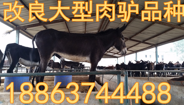 养殖棉羊有收入吗_养棉羊利益_养殖棉羊来致富