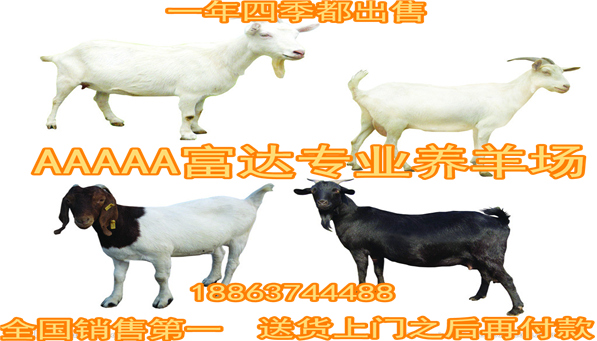 养棉羊利益_养殖棉羊来致富_养殖棉羊有收入吗