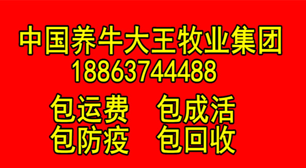 养棉羊利益_养殖棉羊来致富_养殖棉羊有收入吗