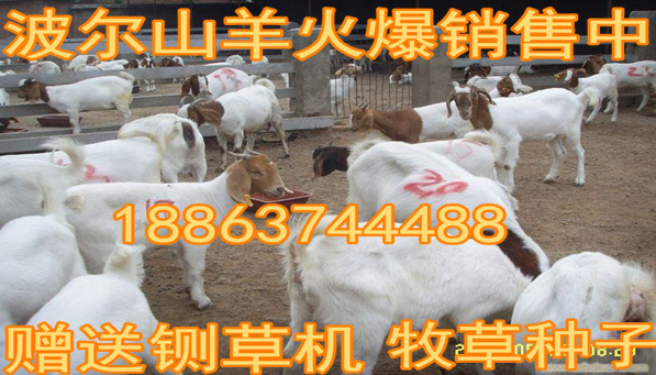 养棉羊利益_养殖棉羊有收入吗_养殖棉羊来致富