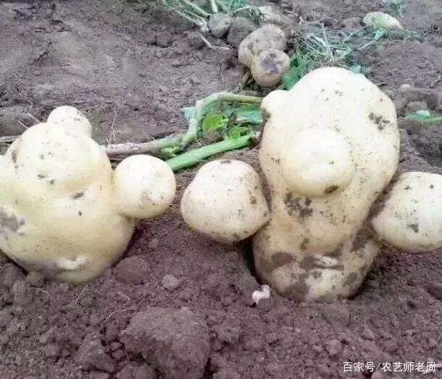 采挖过迟造成的二次生长，严重影响土豆的种植效益，你知道吗