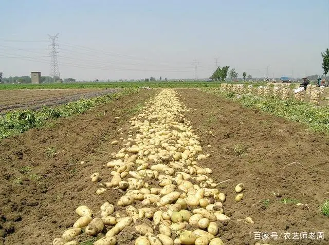 致富经土豆种植视频_致富土豆种植视频_种植土豆致富经