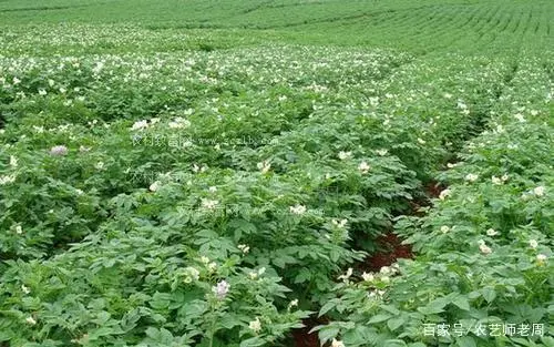致富经土豆种植视频_致富土豆种植视频_种植土豆致富经