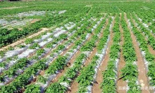致富经土豆种植视频_种植土豆致富经_致富土豆种植视频