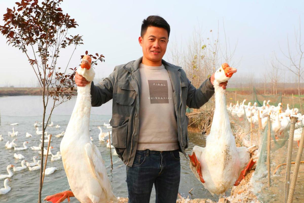 白鹅养殖致富能手_养殖白鹅赚钱吗_白鹅的养殖