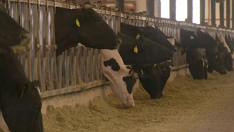 大量收购牛_牛收购价多少钱一斤_致富经收购5到6年生母牛