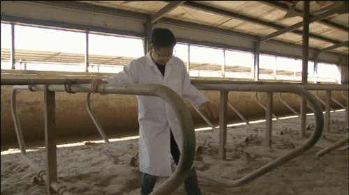 牛收购价多少钱一斤_大量收购牛_致富经收购5到6年生母牛