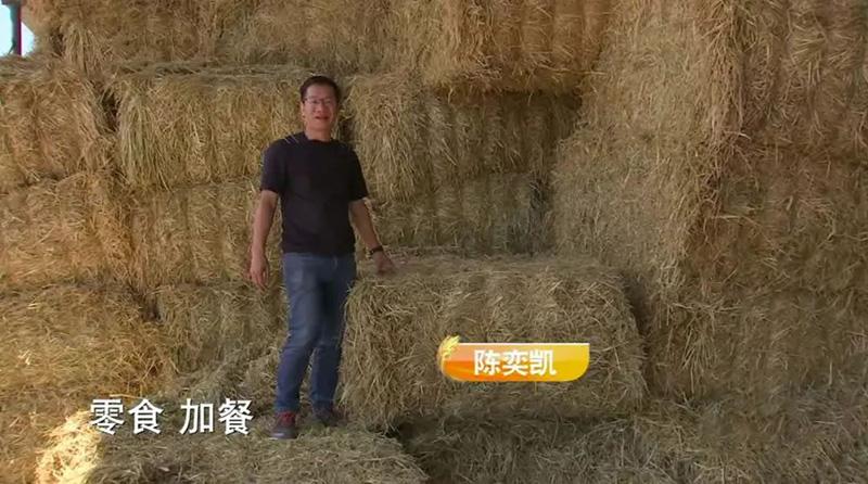 大量收购牛_致富经收购5到6年生母牛_牛收购价多少钱一斤