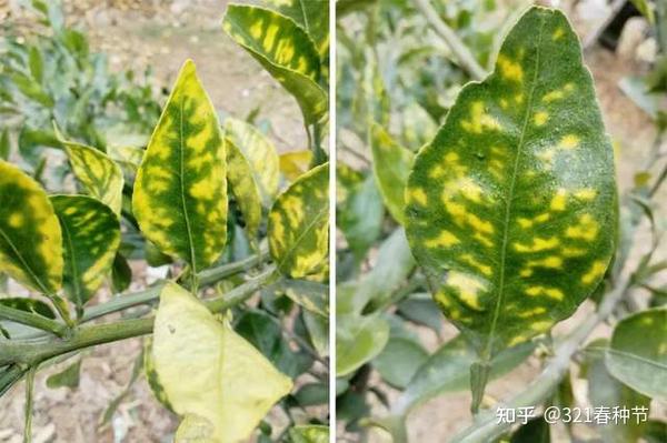 种植柑桔技术和管理_柑桔的种植技术_种柑橘技术