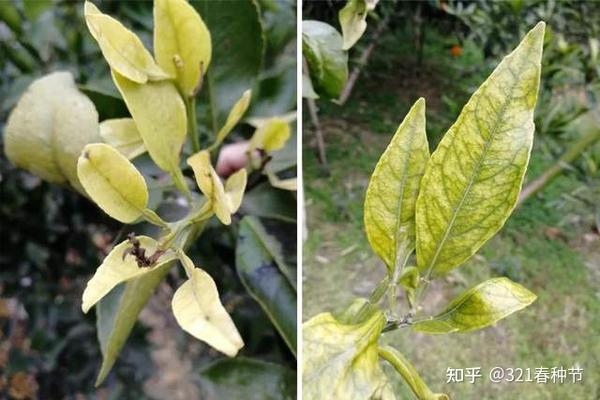 种柑橘技术_种植柑桔技术和管理_柑桔的种植技术