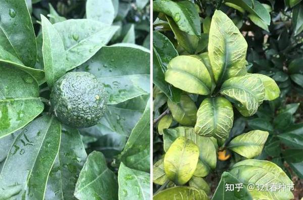 种植柑桔技术和管理_柑桔的种植技术_种柑橘技术