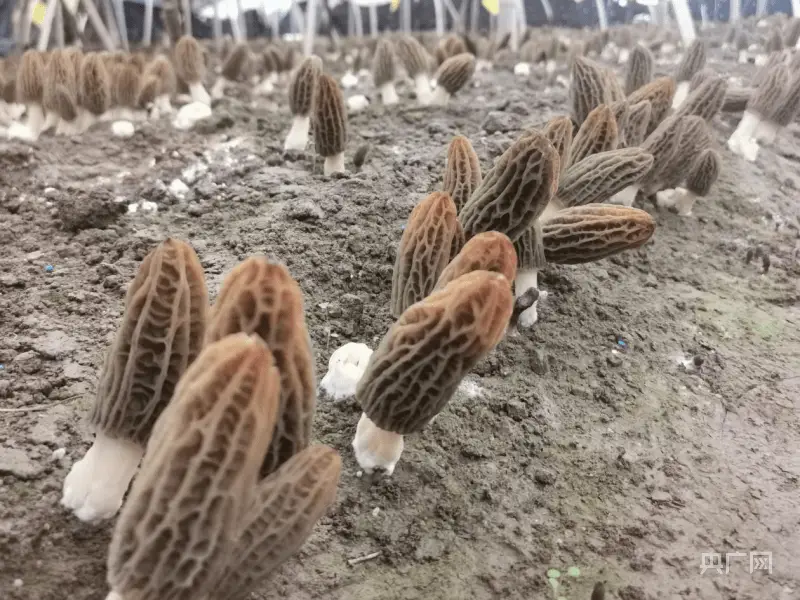 种植食用菌前景怎么样_食用菌种植成致富新宠_致富经食用菌创业视频