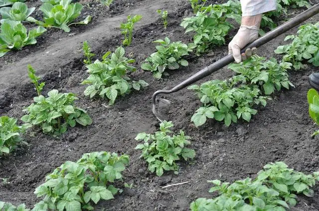 致富土豆种植方法_致富土豆种植视频_种植土豆致富经