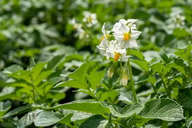 致富土豆种植视频_种植土豆致富经_致富土豆种植方法