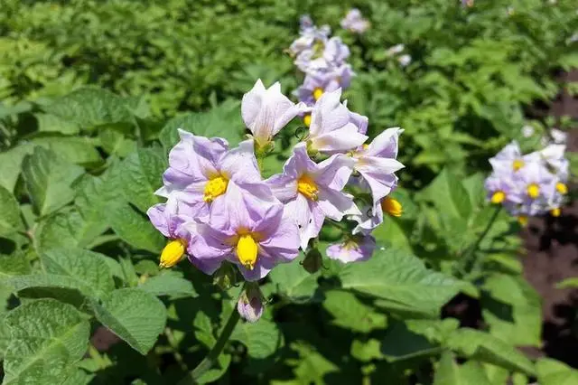 种植土豆致富经_致富土豆种植视频_致富土豆种植方法