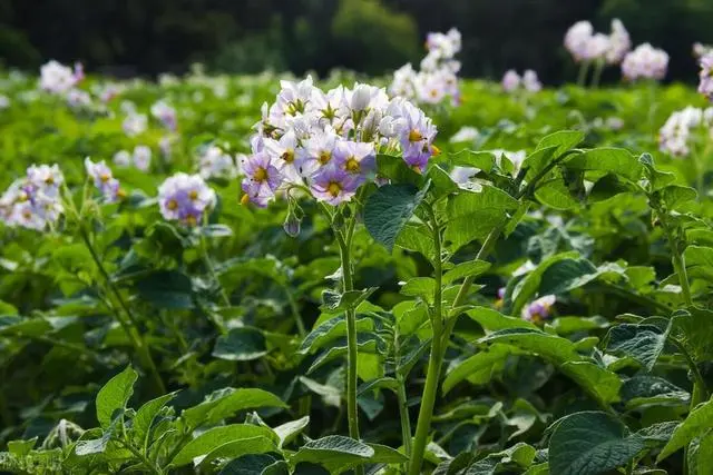 致富土豆种植视频_致富土豆种植方法_种植土豆致富经
