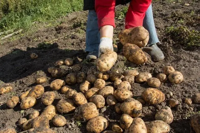 致富土豆种植视频_种植土豆致富经_致富土豆种植方法