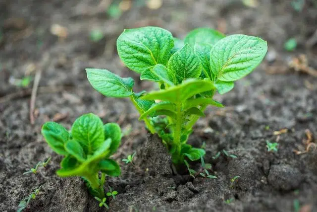 种植土豆致富经_致富土豆种植方法_致富土豆种植视频