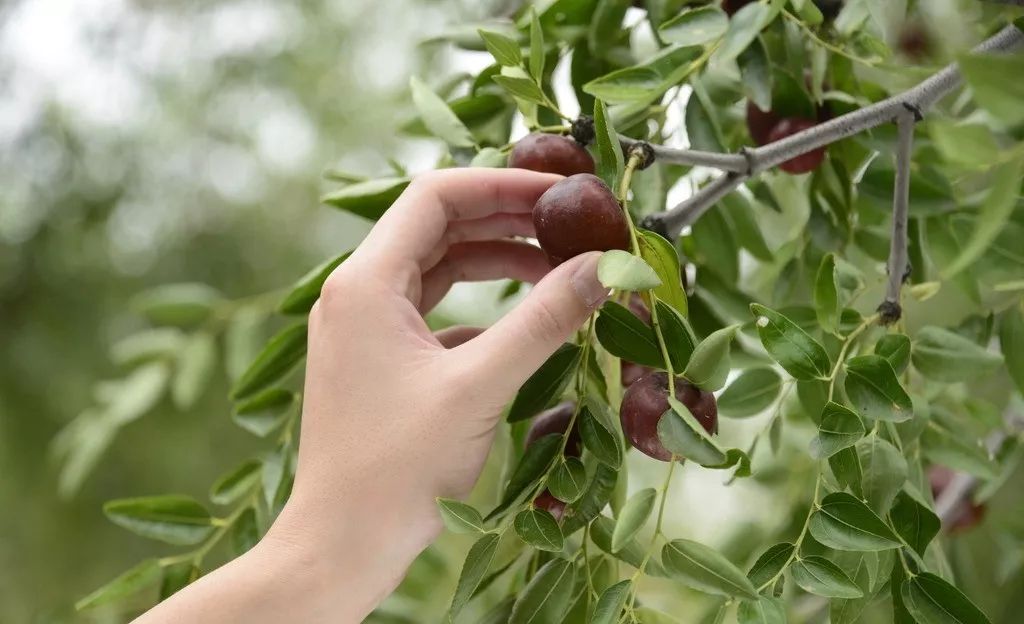 栽冬枣树的季节_冬枣树栽培_冬枣树怎么种植技术