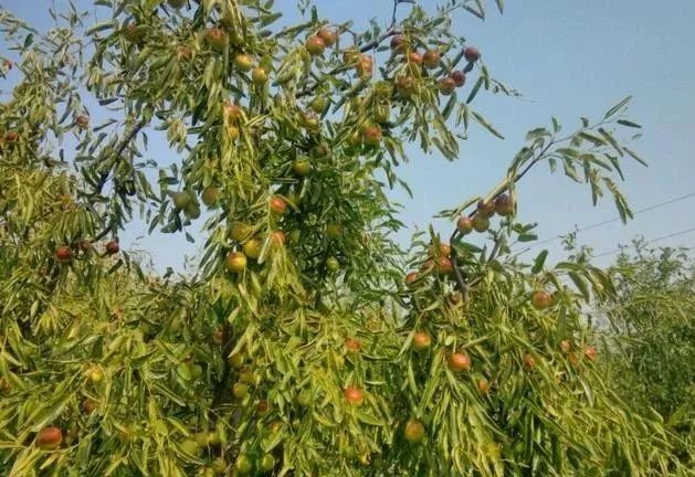冬枣树怎么种植技术_栽冬枣树的季节_冬枣树栽培