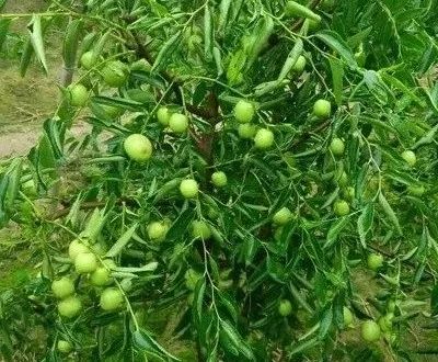 冬枣树栽培_栽冬枣树的季节_冬枣树怎么种植技术