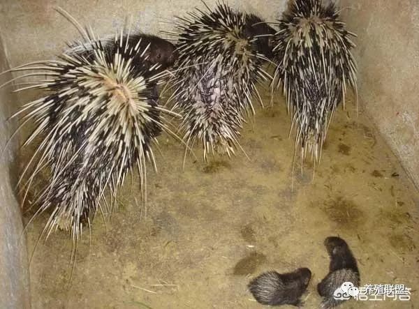 致富骗局养殖视频_养殖的骗局_养殖致富骗局