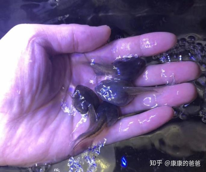 养角蛙的好处_角蛙养殖场_养殖角蛙致富