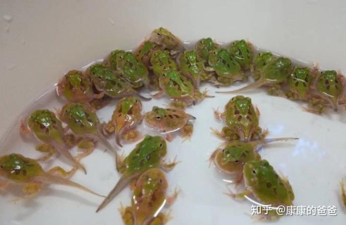 养殖角蛙致富_养角蛙的好处_角蛙养殖场