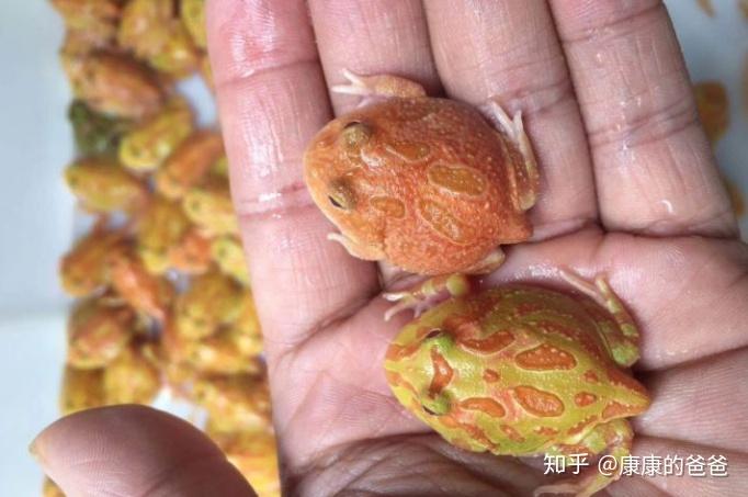 养殖角蛙致富_角蛙养殖场_养角蛙的好处