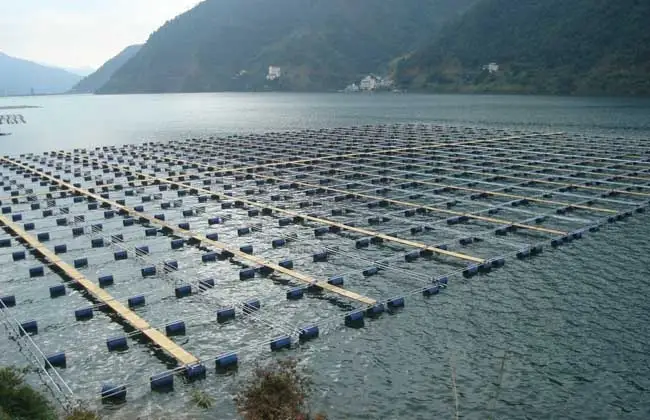 水面养殖养鱼技术要点_水面养殖养鱼技术视频_水面养殖养鱼技术