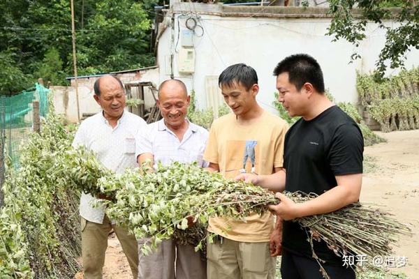 商丘致富项目_商丘特色种植致富_河南商丘种植什么农作物