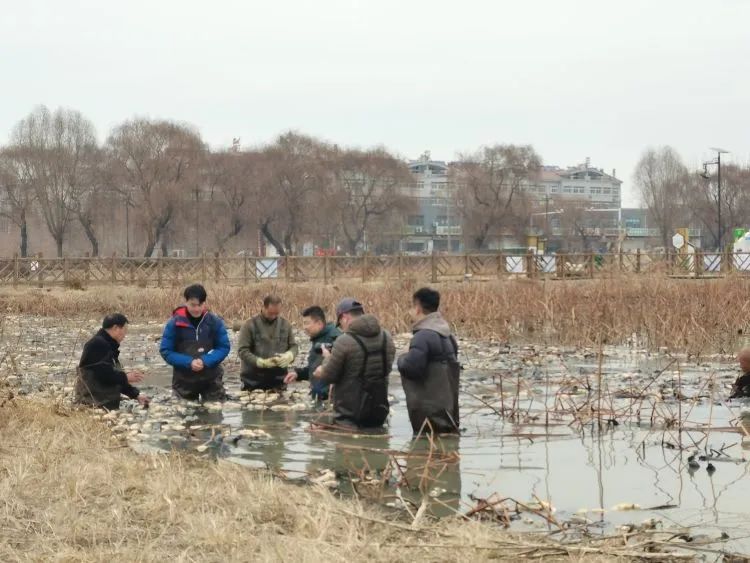 种植莲藕利润怎么样_致富经莲藕种植视频_致富经种莲藕