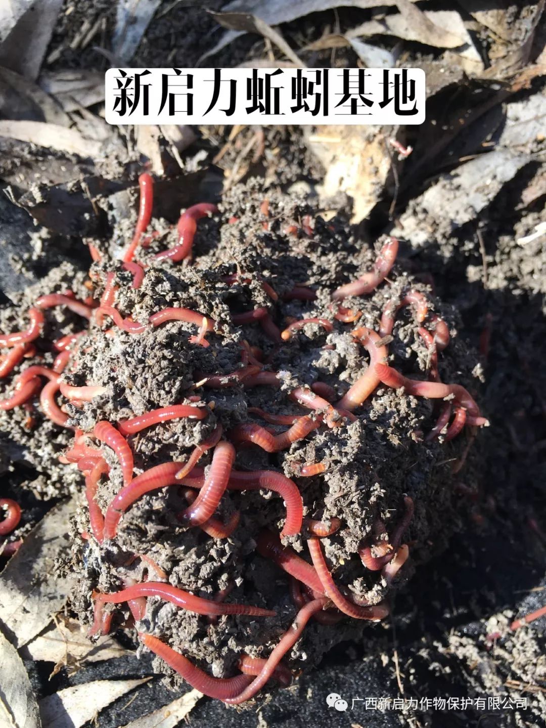 丘蚯蚓养殖技术视频_2019蚯蚓养殖技术视频播放_农业科技养殖蚯蚓视频