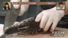 娃娃鱼面条多少钱一斤_面食娃娃鱼视频_致富经娃娃鱼面条