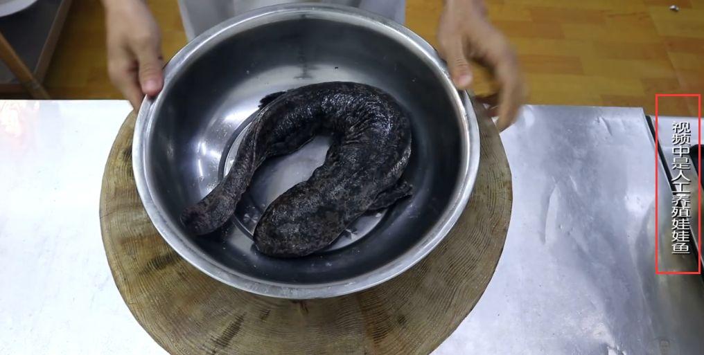 致富经娃娃鱼面条_娃娃鱼面条多少钱一斤_面食娃娃鱼视频