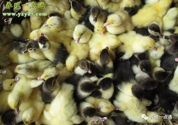 养鸭技术视频雏鸭养殖_雏鸭的网上养殖技术_鸭养殖