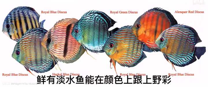 鲷鱼养殖致富_养殖鲷鱼品种大全_致富养殖鲷鱼视频