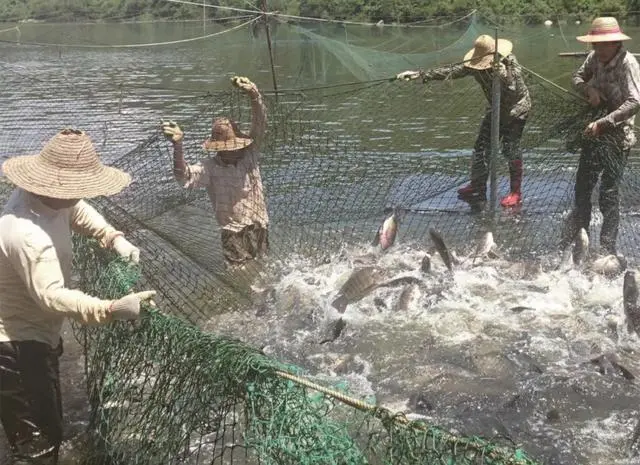 致富养殖鲷鱼视频_鲷鱼养殖致富_致富养殖鲷鱼图片